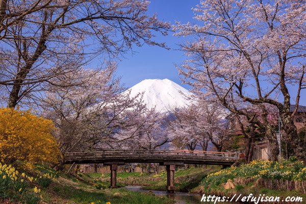 桂川橋付近で撮影した桜と富士山