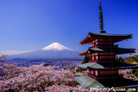 富士吉田浅間神社からの桜と富士山