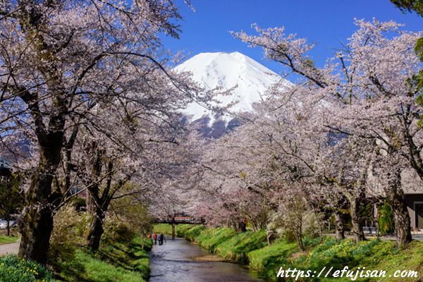 浅間神社付近の橋で撮影した忍野村の桜と富士山