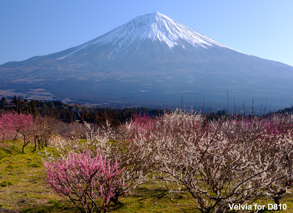 富士宮で撮影した梅の花と富士山
