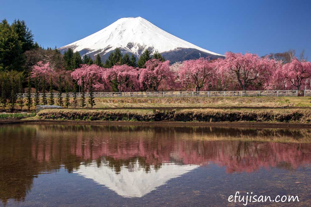 インスタ映えの富士山/逆さ富士/富士吉田