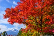 山梨県富士吉田市から撮影した紅葉と富士山２