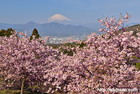 富士山写真｜桜