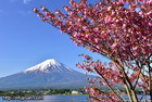 富士山写真｜八重桜