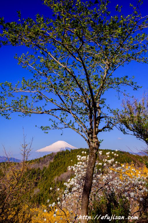 松田山からの春の花と富士山｜モクレン