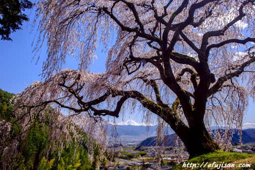 枝垂れ桜の向こう側に｜富士山