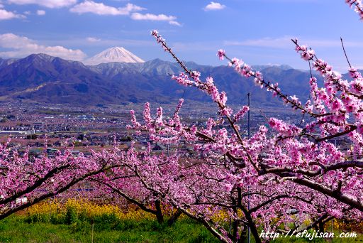 桃源郷｜桃の花と富士山