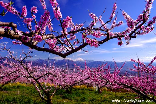 桃の花乱舞｜桃源郷から見た富士山