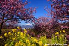 神奈川県大井町おおいゆめの里は富士山を撮影するには最高の場所だ