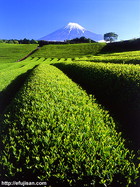 富士山と茶畑を撮影できる有名なポイント｜駐車場有り