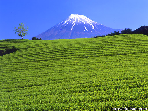 富士山｜茶畑｜新茶
