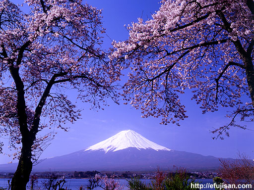 桜咲く河口湖｜富士山｜春