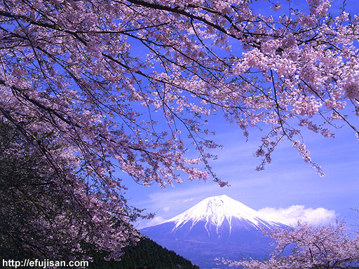 桜｜富士山｜春