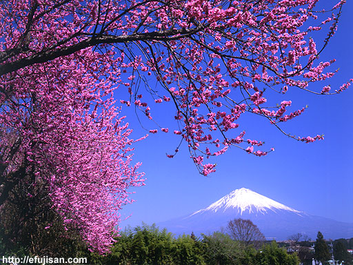 富士山｜ももの花｜春｜桜