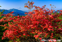 山梨県北杜市から撮影したレンゲツツジと富士山