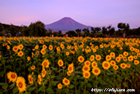 山梨県花の都公園で撮影したひまわり畑と富士山