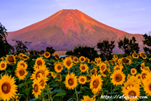 山梨県花の都公園で撮影したひまわりと富士山